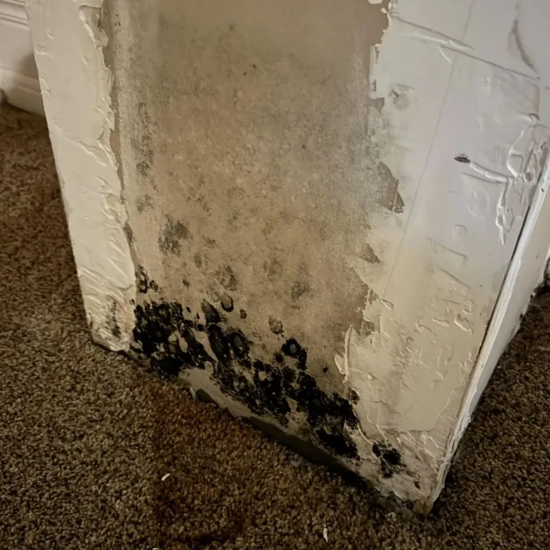 Professional Mold Removal in Carencro, LA